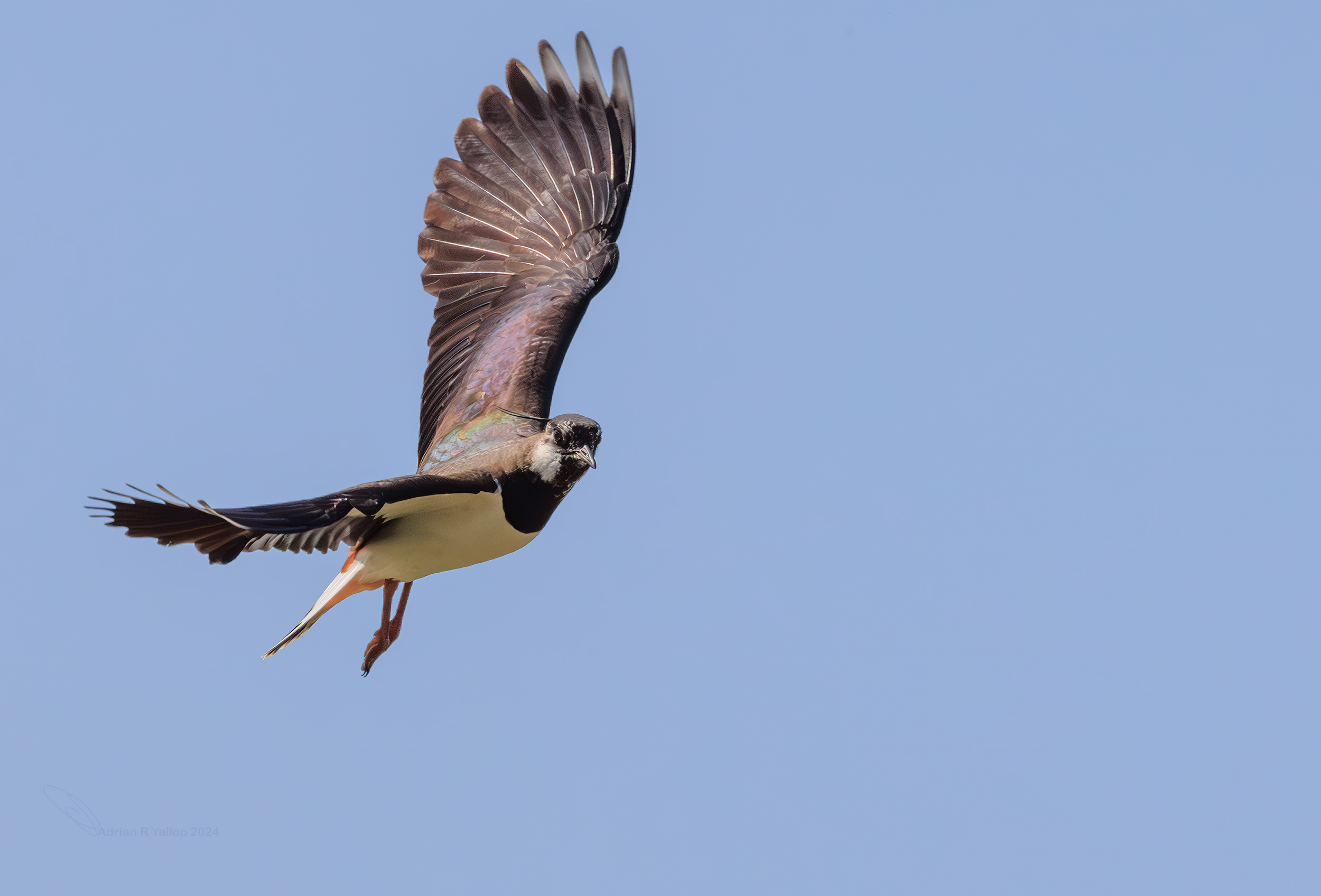 Lapwing flying